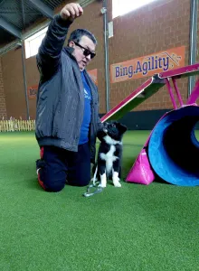 Border Collie - Talisman