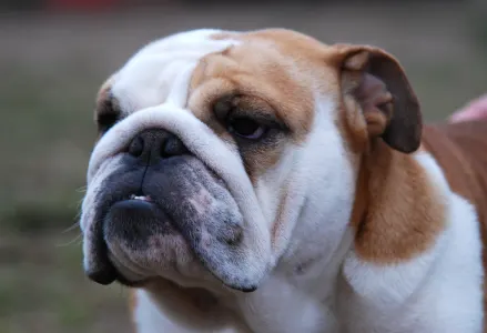 Englische Bulldogge - Rengőhegyi-ormán Miranda 