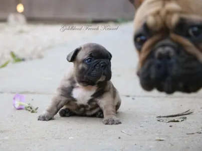 Französische Bulldogge - Aslan