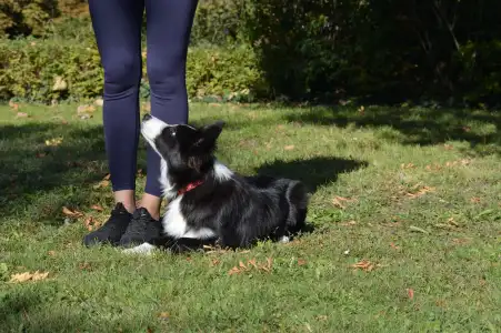 Border Collie - Rodonit