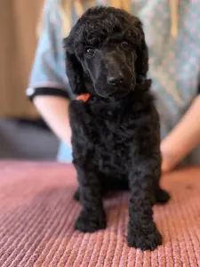 Óriás uszkár - Black Female For Pet Home
