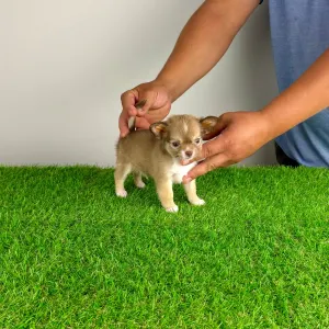 Chihuahua - Kwai