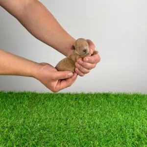 Trpasličí pudl - Ninca