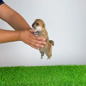 Shiba inu - Xara