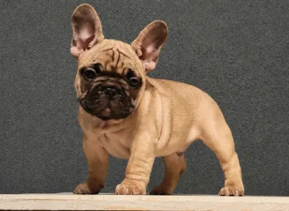 Französische Bulldogge - Elmo