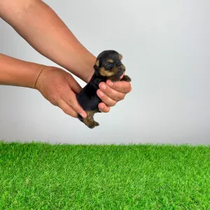 Yorkshire Terrier - Yasko