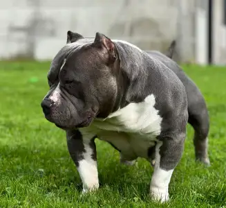 Amerikai Bully - Pocket - M. Platinum Dogs