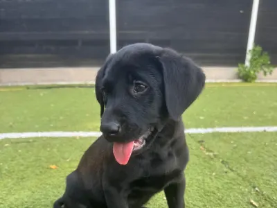 Labrador Retriever - Working Line Labrador Blackthorn Gundogs Parents