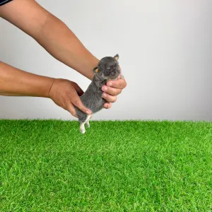 Chihuahua - Orina
