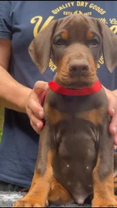 Dobermann - Bear Di Bomanite