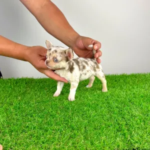 Chihuahua - Chocolatta