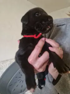 Irish Wolfhound - Bess