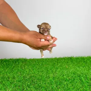 Chihuahua - Kamill