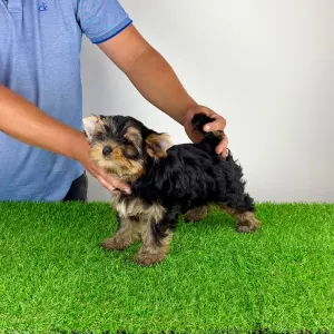Yorkshire Terrier - Ziggy