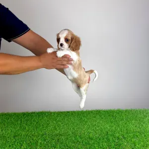 Cavalier King Charles Spaniel - Vila