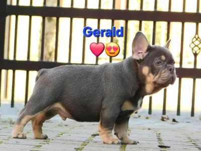 Francuski buldog - Gerald