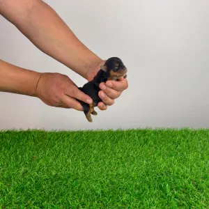 Yorkshire Terrier - Wolke