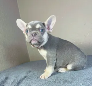 French Bulldog - Amy