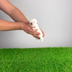 West Highland White Terrier - Irie