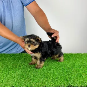 Yorkshire Terrier - Alpur