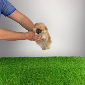 Szpic miniaturowy - Wenka