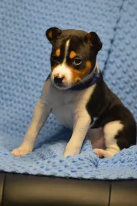 Basenji - Lucky Alien