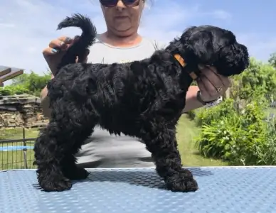 Terrier Kerry Blue - Badacsonyalja Daire Blue Pride