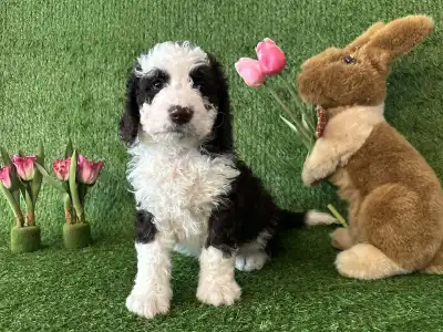 Spanyol vízikutya - Bombastico