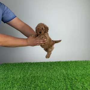 Caniche Nain - Gloria 