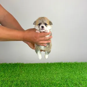 Welsh Corgi Pembroke - Aruna