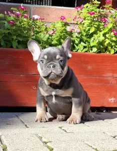 Französische Bulldogge - Forest