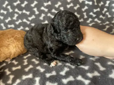 Trpasličí pudl - Doni