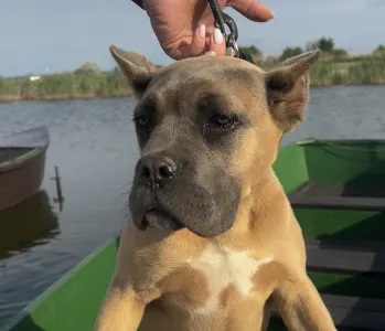 Cane Corso Italiano - Pannna