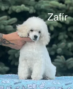 Törpe uszkár - Disney Dream Zafir