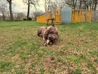 American Bully - Pocket - Dakota