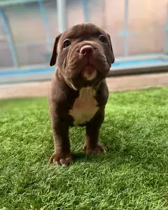 l'American Bully - Standard - Honey Berry