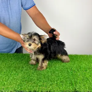 Yorkshire Terrier - Zonky