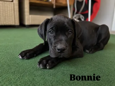 Cane Corso - Bonnie