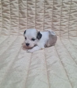 Havanese - Tara