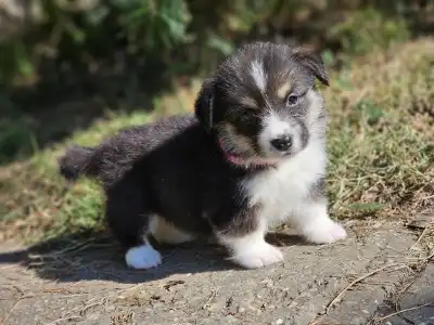 Welsh Corgi Pembroke - Léna