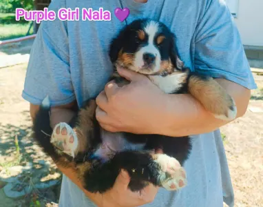 Berner Sennenhund - Purple Girl Nala