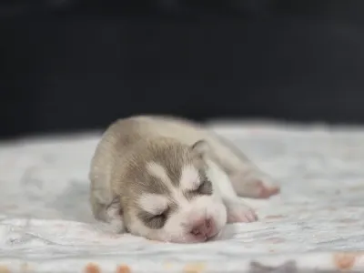 Siberian Husky - Saint Michael Island "red Boy"