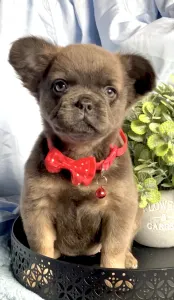Francuski buldog - Maisy