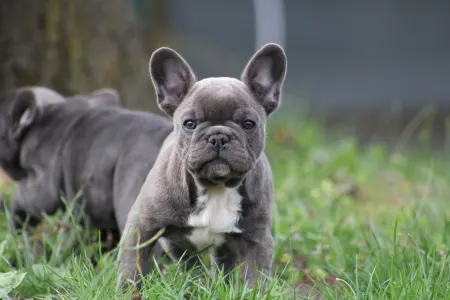 French Bulldog - Behemót