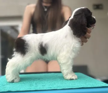 Amerikai cocker spániel - Churro Of Your Brilliand Diamond