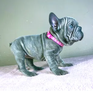 French Bulldog - Teresa
