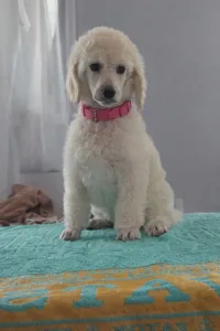 Grosspudel - Fortuna Avior Angel