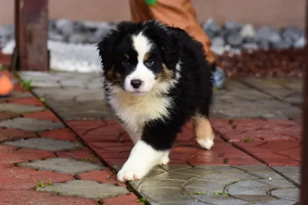 Miniature American Shepherd - Winstead Of Smoke And Saddle 