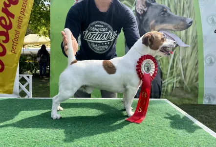 Jack Russell Terrier - Gold Leash Kennel
