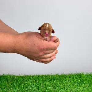 Cavalier King Charles Spaniel - Liane